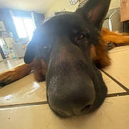 Vicking participe au concours pour gagner de l'argent avec cette photo : dog, german_shepherd, indoors, floor, tile_floor, close_up, wide_angle, pet, animal, lying_down, nose, fur, ears, home, living_room, window, furniture, door, relaxed, portrait