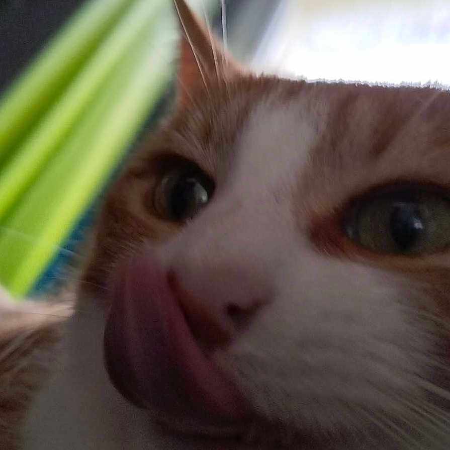 Chouquette participe au concours pour gagner de l'argent avec cette photo : animal, blurred_background, cat, close_up, closeup_face, curious, cute, domestic_cat, ears, face, feline, funny, indoor, orange_cat, pet, tongue, tongue_out, whiskers, white_cat, window