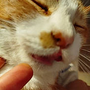 Chouquette participe au concours pour gagner de l'argent avec cette photo : cat, close_up, ginger_cat, white_cat, pet, finger, content, happy, whiskers, fur, animal, domestic_cat, face, chin, closed_eyes, cute, feline, indoor, soft, blurred
