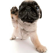 Goldie is registered to the contest to win money with this photo: puppy, pug, dog, paw, cute, pet, animal, fur, small, adorable, white_background, studio, isolated, expression, portrait, front_view, young, mammal, raised_paw, close_up