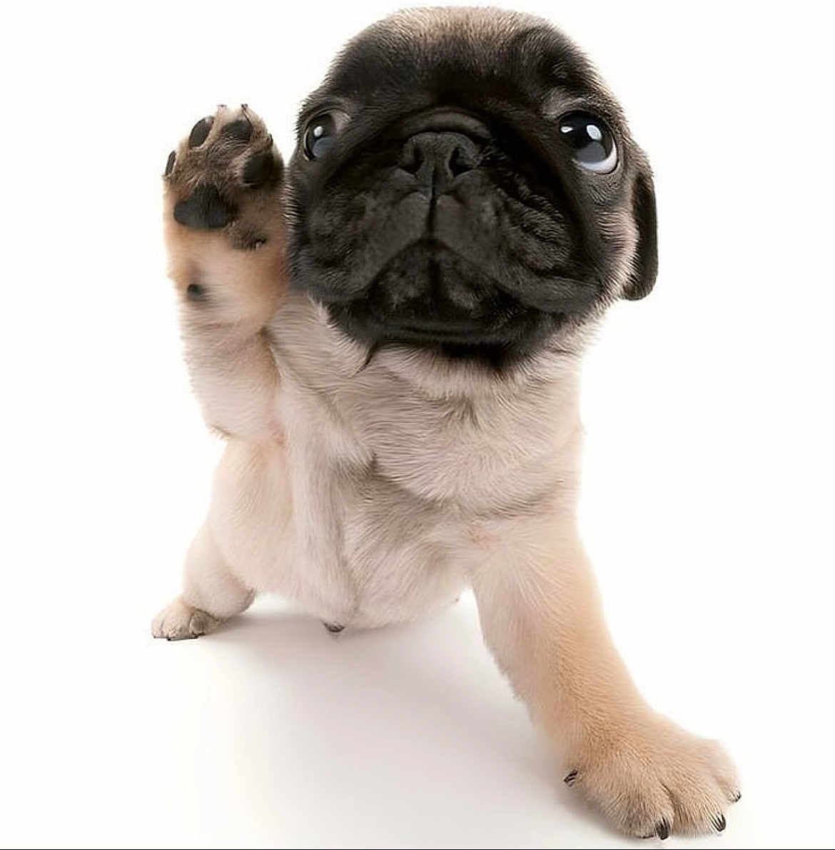 Goldie is registered to the contest to win money with this photo: puppy, pug, dog, paw, cute, pet, animal, fur, small, adorable, white_background, studio, isolated, expression, portrait, front_view, young, mammal, raised_paw, close_up
