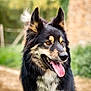 dog, outdoor, animal, pet, fluffy, tongue_out, ears_up, black_fur, tan_fur, happy, nature, grass, blurred_background, portrait, canine, friendly, muzzle, alert, fur_texture, rural