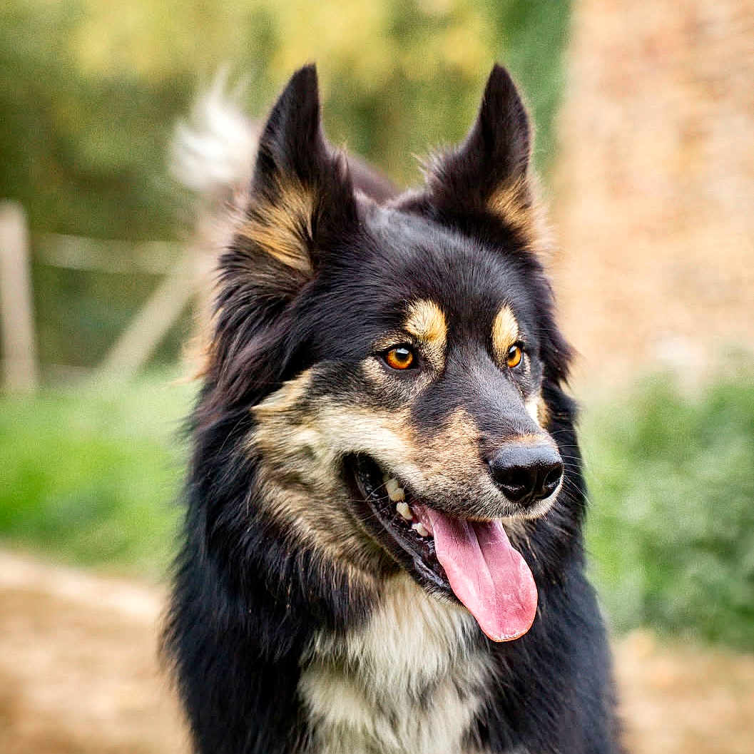 Aïko participe au concours pour gagner de l'argent avec cette photo : alert, animal, black_fur, blurred_background, canine, dog, ears_up, fluffy, friendly, fur_texture, grass, happy, muzzle, nature, outdoor, pet, portrait, rural, tan_fur, tongue_out