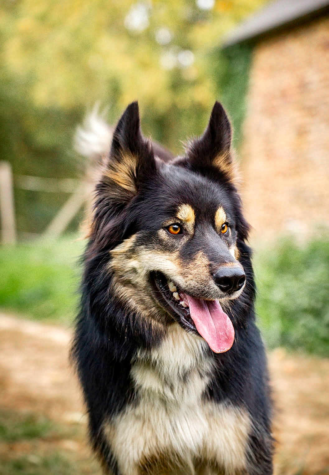 Aïko