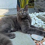 Bounty participe au concours pour gagner de l'argent avec cette photo : cat, gray_cat, fluffy, pet, animal, outdoor, garden, rocks, shell, stone_patio, relaxed, laying_down, whiskers, ears, yellow_eyes, fur, nature, sunlight, plant, decorative
