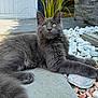 cat, gray_cat, fluffy, pet, animal, outdoor, garden, rocks, shell, stone_patio, relaxed, laying_down, whiskers, ears, yellow_eyes, fur, nature, sunlight, plant, decorative