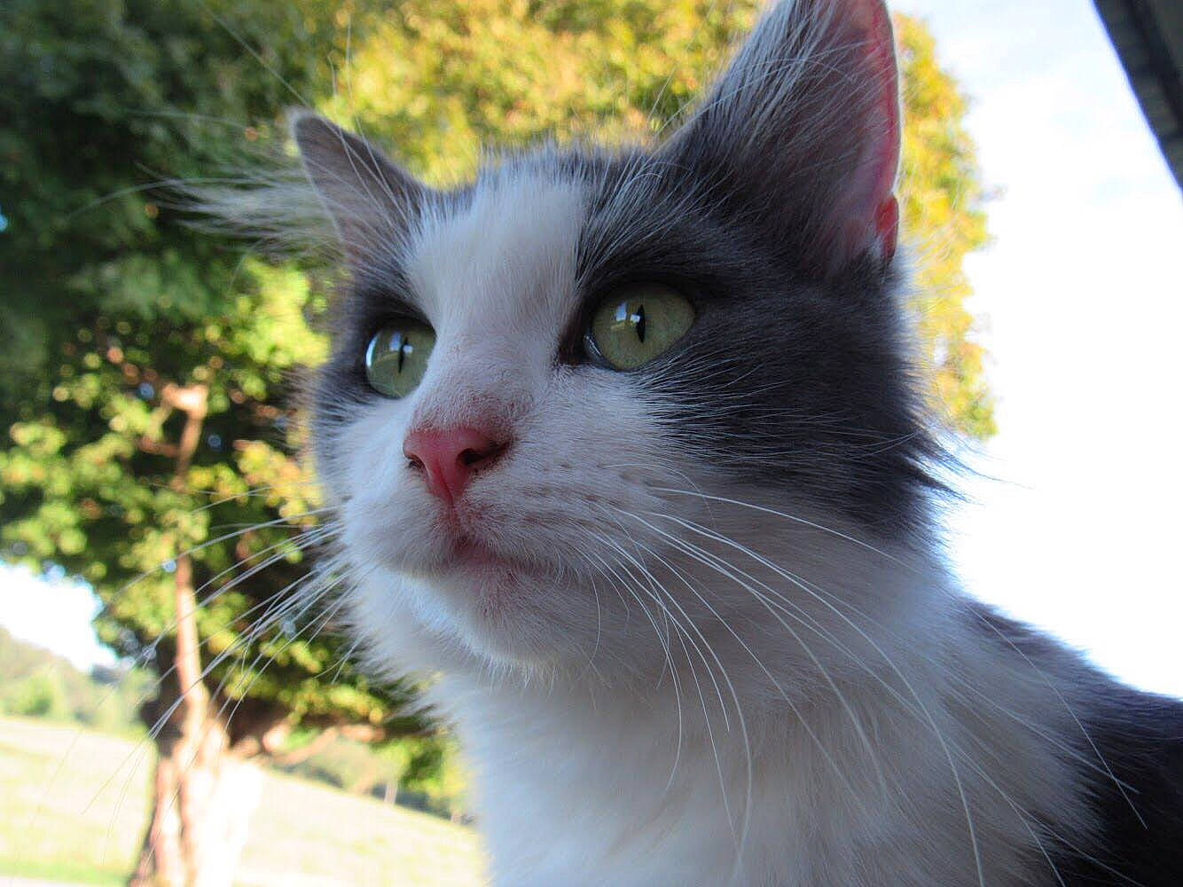 Itsy is registered to the contest to win money with this photo: carnivore, cat, domestic_short_haired_cat, felidae, fur, grass, plant, small_to_medium_sized_cats, snout, tail, tree, whiskers, window