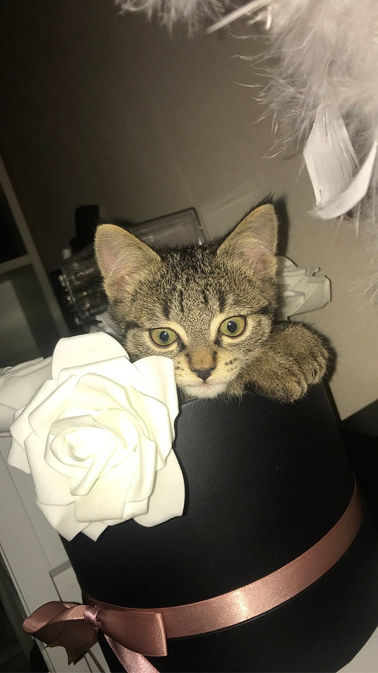 Loony a rejoint le concours — aidez-le/la à gagner de superbes lots ! american_shorthair, asian, carnivore, cat, domestic_short_haired_cat, ear, european_shorthair, eye, felidae, fur, kitten, small_to_medium_sized_cats, tabby_cat, whiskers