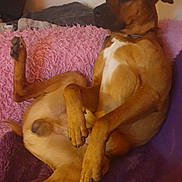 Huggy participe au concours pour gagner de l'argent avec cette photo : dog, brown_dog, indoor, couch, blanket, purple_blanket, pink_blanket, relaxed, pet, canine, furniture, window, home, cozy, resting, animal, domestic_animal, paw, sitting, casual