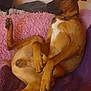 dog, brown_dog, indoor, couch, blanket, purple_blanket, pink_blanket, relaxed, pet, canine, furniture, window, home, cozy, resting, animal, domestic_animal, paw, sitting, casual