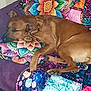 Huggy participe au concours pour gagner de l'argent avec cette photo : dog, sleeping, couch, pillow, colorful, patterned, indoor, pet, resting, cozy, brown, fur, comfort, blanket, home, relaxation, animal, paw, soft, quiet
