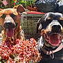 Huggy participe au concours pour gagner de l'argent avec cette photo : dog, pet, flower_pot, flowers, garden, sunlight, plant, outdoor, tongue, happy, smiling, fence, black_garbage_bag, collar, canine, nature, leaf, colorful, pinwheel, daylight