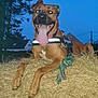 dog, haystack, animal, outdoor, evening, tongue_out, happy, canine, brown_dog, reflective_harness, nature, tree, house, rope_toy, grass, pet, muzzle, ears, snout, playful