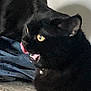 Salem a rejoint le concours — aidez-le/la à gagner de superbes lots ! alert, animal, black_cat, cat, closeup, collar, curious, cute, domestic_cat, feline, fur, indoor, licking, mammal, mouth_open, pet, portrait, tongue_out, whiskers, yellow_eyes