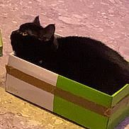 Salem participe au concours pour gagner de l'argent avec cette photo : animal, black_cat, box, cardboard_box, cat, cozy, curious, cute, domestic_cat, ears, feline, floor, fur, indoor, looking_up, pet, resting, small_space, whiskers, yellow_eyes