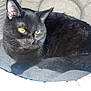 animal, black_cat, cat, close_up, comfortable, cozy, cushion, cute, domestic_animal, ears, eyes, feline, fur, indoor, pet_bed, relaxed, resting, sleepy, tail, whiskers