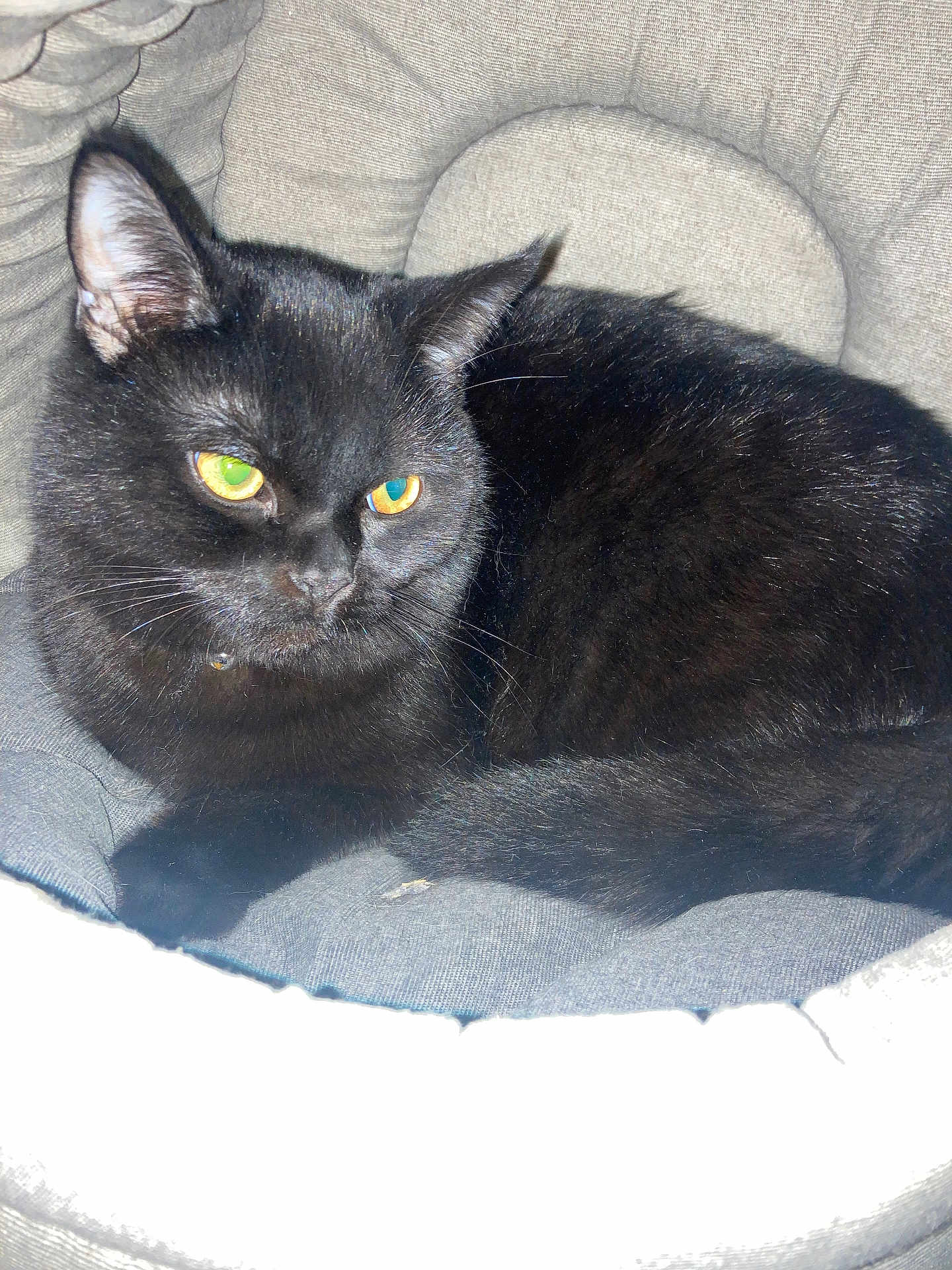 Salem a rejoint le concours — aidez-le/la à gagner de superbes lots ! animal, black_cat, cat, close_up, comfortable, cozy, cushion, cute, domestic_animal, ears, eyes, feline, fur, indoor, pet_bed, relaxed, resting, sleepy, tail, whiskers