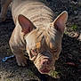 animal, brown, canine, closeup, companion, dirt, dog, ears, expression, face, friendly, grass, ground, leash, muzzle, outdoor, pet, short_hair, sunlight, wrinkles