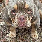 Pride joined the competition — help win amazing prizes! animal, brown, bulldog, canine, close_up, dog, ears, eyes, face, fur, grass, leaves, looking_up, nature, nose, outdoor, paws, pet, portrait, wrinkles