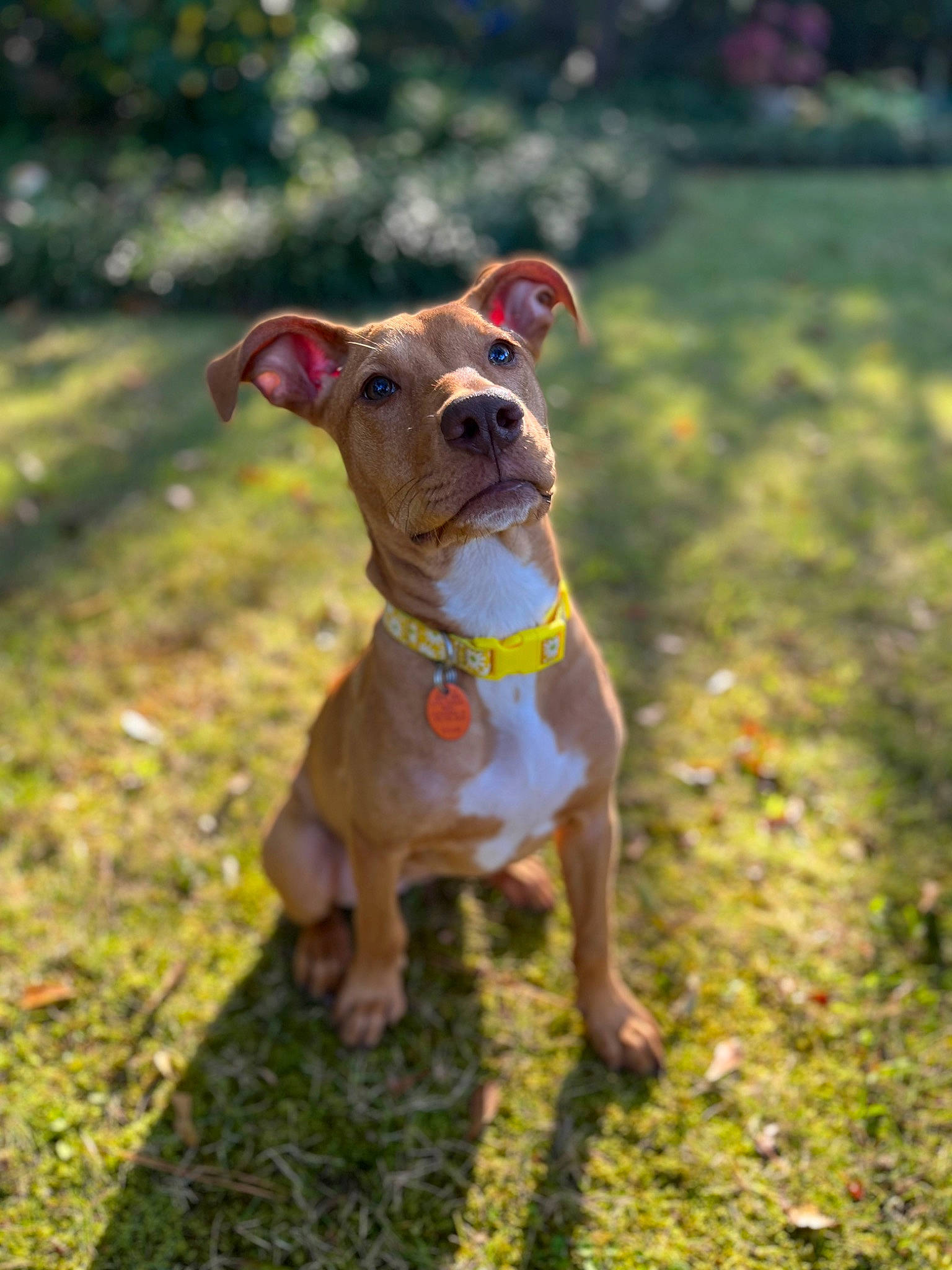 Reina joined the competition — help win amazing prizes! canidae, carnivore, collar, companion_dog, dog, dog_breed, dog_clothes, dog_collar, dog_supply, fawn, grass, liver, pet_supply, plant, snout, sporting_group, tail, toy_dog, tree, working_animal