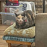 Charlotte is registered to the contest to win money with this photo: cat, feline, pet, indoor, stool, cushion, fringe, collar, bell, storage_container, plastic_box, pet_carrier, brick_wall, wooden_floor, home, furniture, animal, resting, looking, domestic
