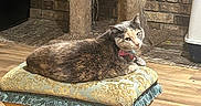 Charlotte is registered to the contest to win money with this photo: cat, feline, pet, cushion, stool, wooden_furniture, scratching_post, indoor, brick_wall, flooring, curious, relaxed, animal, domestic, cozy, seat, looking, fur, collar, home