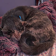 Charlotte joined the competition — help win amazing prizes! cat, sleeping, curled_up, feline, pet, fluffy, blanket, bedspread, pink, purple, fur, tail, cozy, indoor, resting, animal, cute, domestic, relaxing, soft