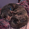 cat, sleeping, curled_up, feline, pet, fluffy, blanket, bedspread, pink, purple, fur, tail, cozy, indoor, resting, animal, cute, domestic, relaxing, soft