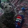 Charlotte joined the competition — help win amazing prizes! cat, animal, pet, blanket, bottle, beverage, pepsi, cherry, indoor, furniture, bedroom, curious, closeup, fur, whiskers, collar, pink, blue, texture, soft