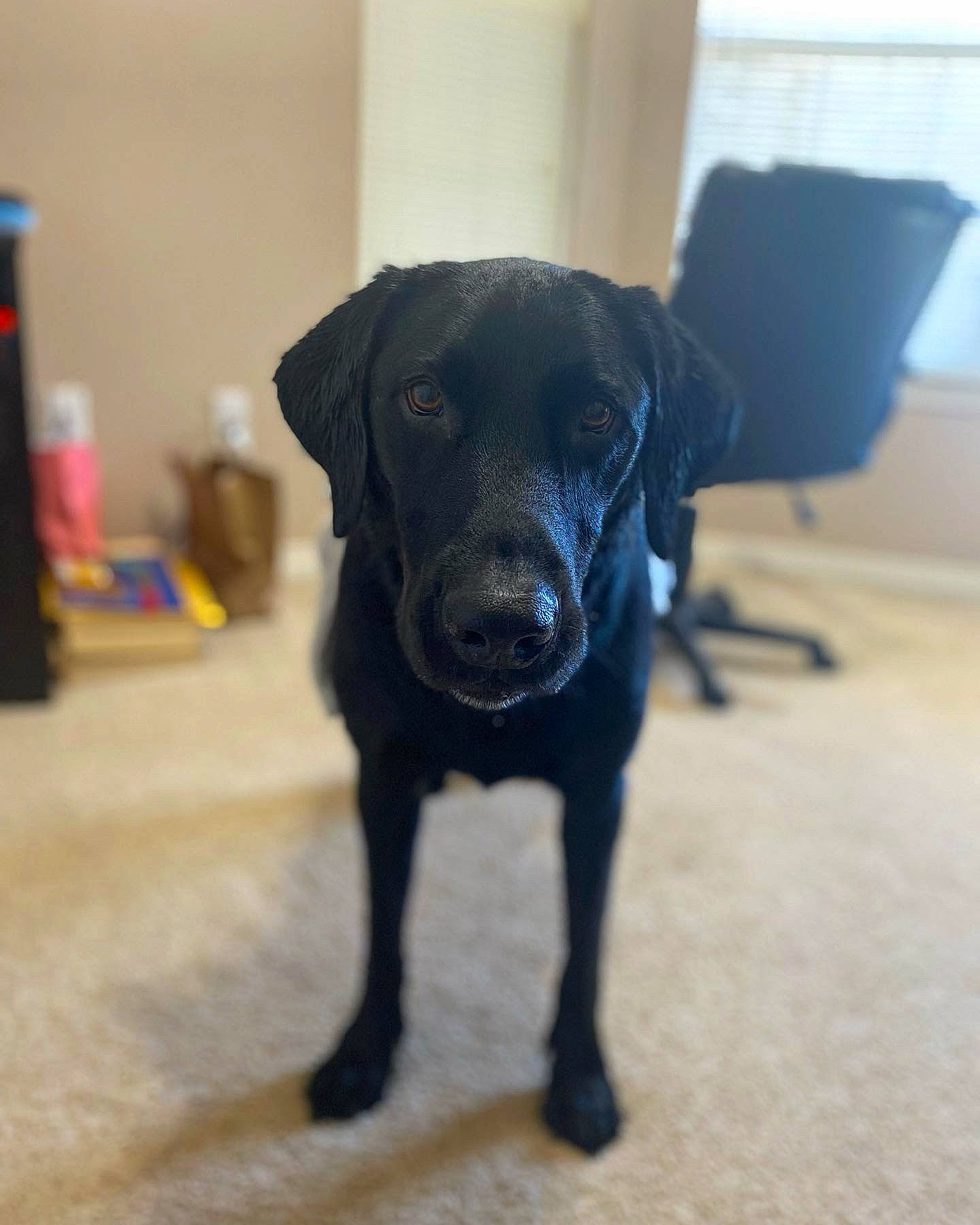 Fritz is registered to the contest to win money with this photo: borador, canidae, carnivore, companion_dog, dog, dog_breed, electric_blue, flooring, fur, gun_dog, hunting_dog, non_sporting_group, snout, sporting_group, tail, terrestrial_animal, whiskers, working_animal