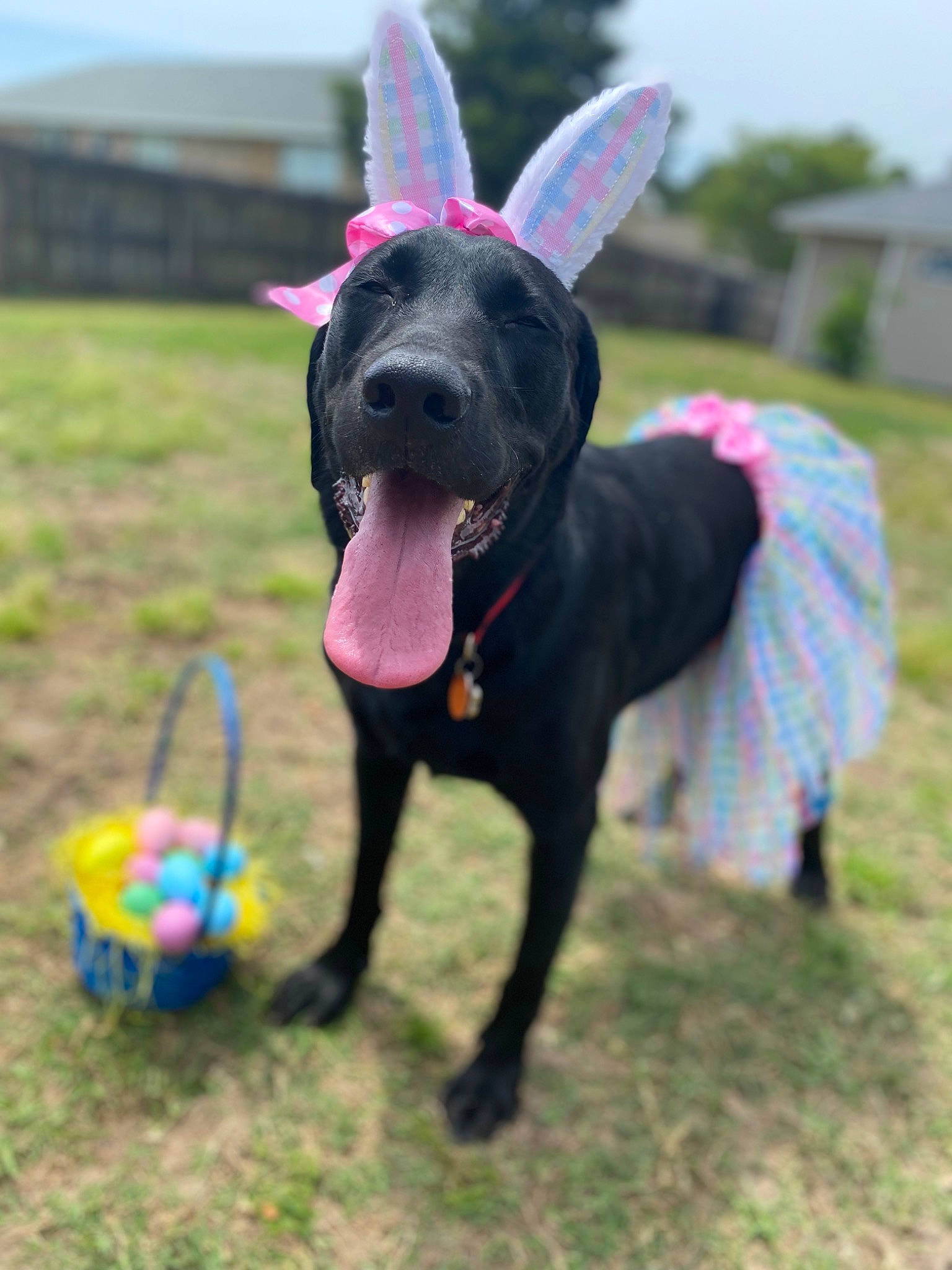 Fritz is registered to the contest to win money with this photo: canidae, carnivore, collar, companion_dog, dog, dog_breed, dog_collar, dog_supply, fawn, grass, grassland, leash, magenta, pet_supply, plant, sky, snout, sporting_group, tail, working_animal