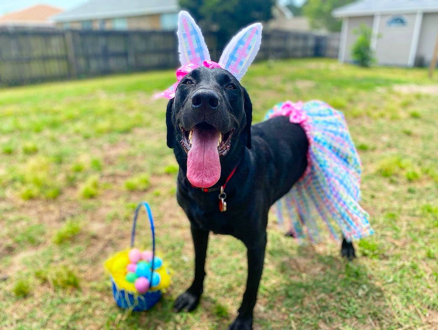 Fritz is registered to the contest to win money with this photo: canidae, carnivore, collar, companion_dog, dog, dog_breed, dog_clothes, dog_collar, dog_sports, dog_supply, electric_blue, fawn, grass, grassland, leash, pet_supply, plant, snout, sporting_group, working_animal