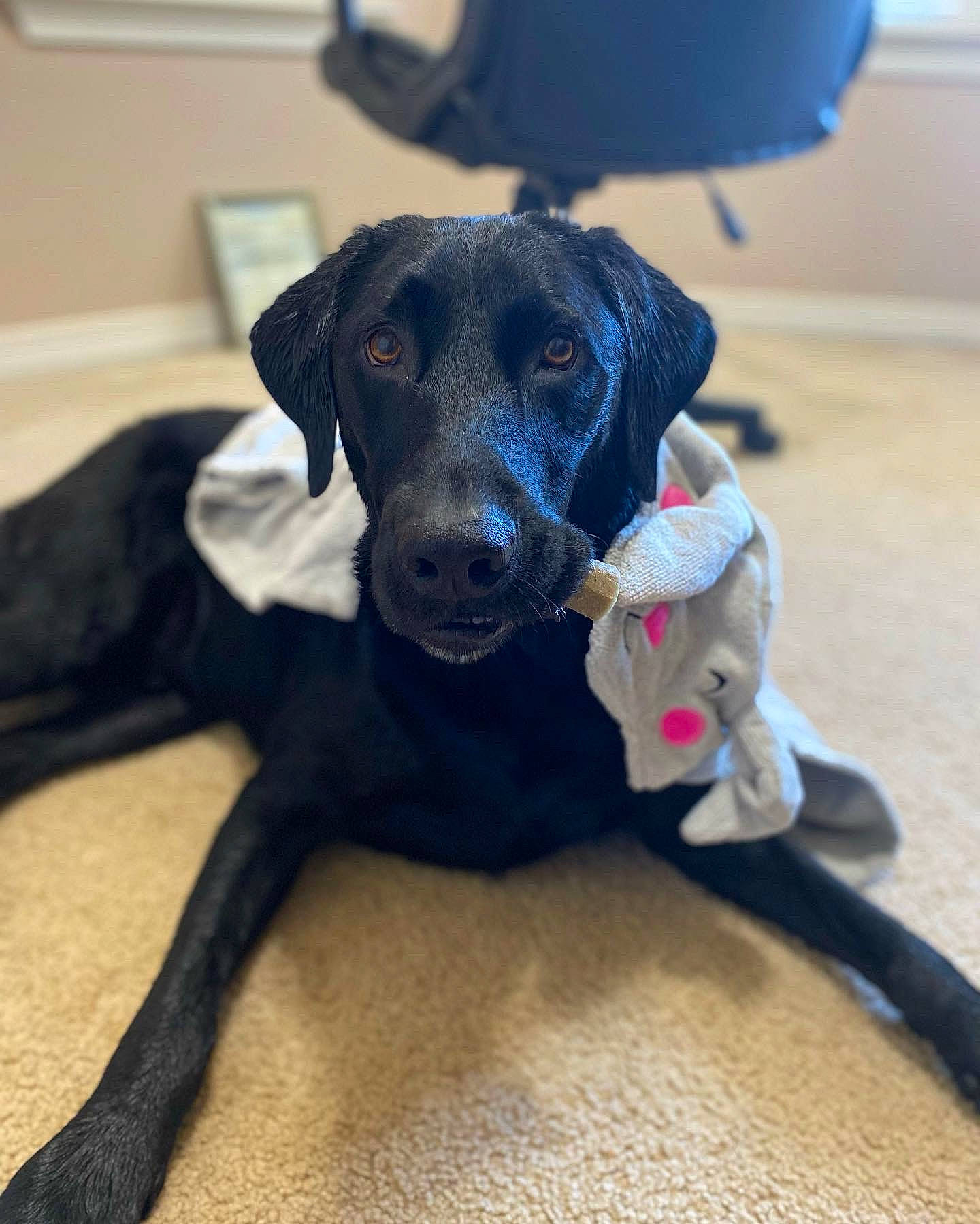 Fritz is registered to the contest to win money with this photo: borador, carnivore, collar, companion_dog, dog, dog_breed, dog_collar, dog_supply, electric_blue, fawn, flooring, gun_dog, leash, mammal, personal_protective_equipment, pet_supply, retriever, snout, whiskers, working_animal