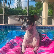 Trixie joined the competition — help win amazing prizes! dog, pool, towel, inflatable, outdoor, sunlight, pet, backyard, relaxing, blue, pink, purple, water, summer, canine, small_dog, animal, nature, shade, leisure