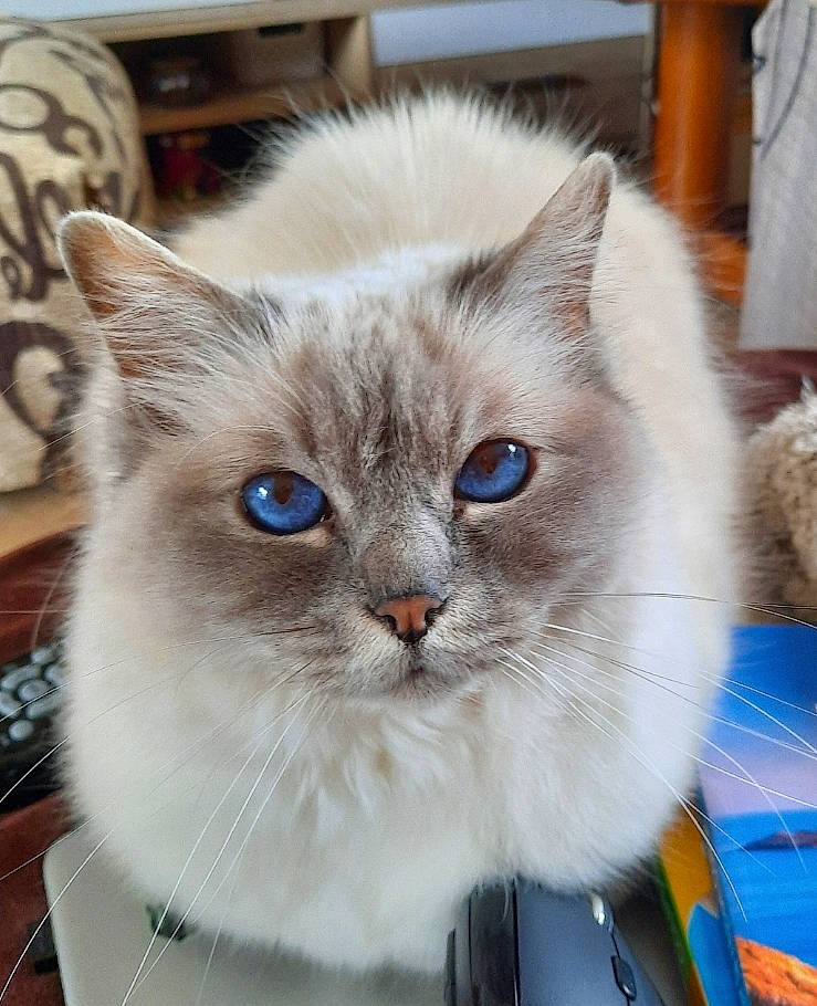 Jenaly participe au concours pour gagner de l'argent avec cette photo : balinese, box, british_longhair, carnivore, cat, electric_blue, eye, fawn, felidae, fur, iris, persian, ragdoll, small_to_medium_sized_cats, snout, whiskers