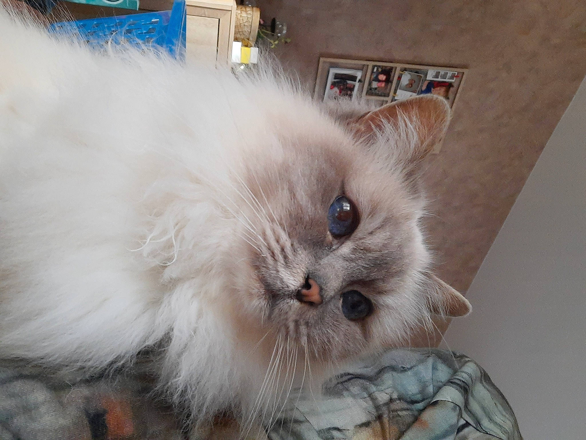 Jenaly a rejoint le concours — aidez-le/la à gagner de superbes lots ! british_longhair, carnivore, cat, claw, fawn, felidae, fur, paw, persian, small_to_medium_sized_cats, snout, tail, whiskers