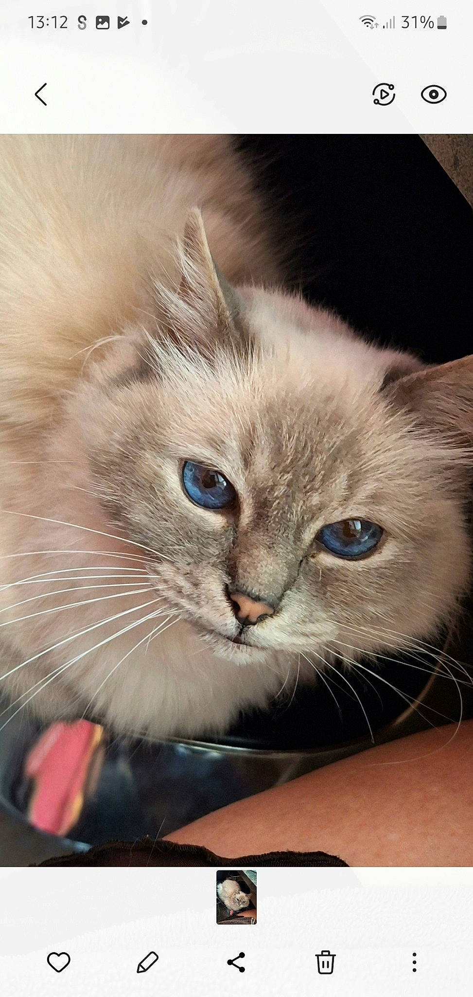 Jenaly participe au concours pour gagner de l'argent avec cette photo : british_longhair, carnivore, cat, claw, close_up, comfort, domestic_short_haired_cat, electric_blue, eye, fawn, felidae, fur, hair, head, paw, ragdoll, small_to_medium_sized_cats, snout, terrestrial_animal, whiskers