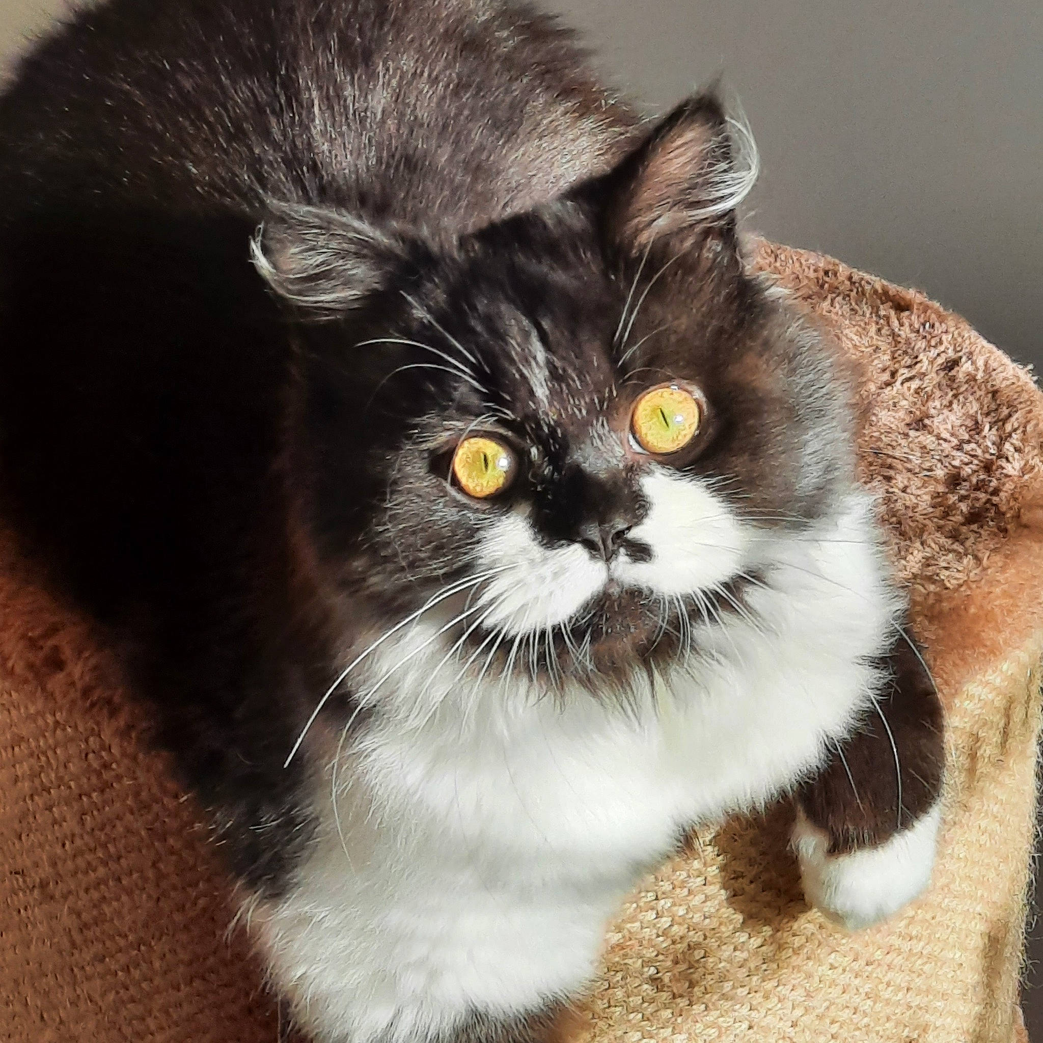 Tymo. a rejoint le concours — aidez-le/la à gagner de superbes lots ! british_longhair, carnivore, cat, claw, domestic_short_haired_cat, door_mat, felidae, fur, paw, small_to_medium_sized_cats, tail, terrestrial_animal, whiskers