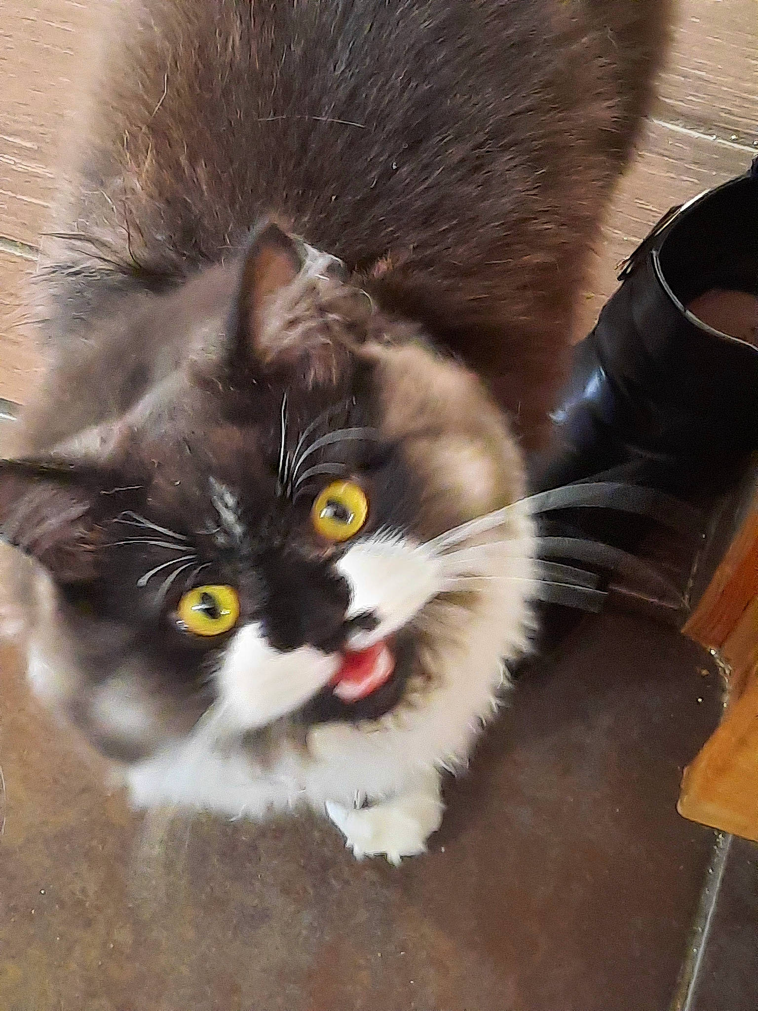 Tymo. participe au concours pour gagner de l'argent avec cette photo : carnivore, cat, claw, comfort, domestic_short_haired_cat, felidae, flooring, fur, hardwood, iris, mammal, paw, photo_caption, sitting, small_to_medium_sized_cats, snout, tail, vertebrate, whiskers, wood