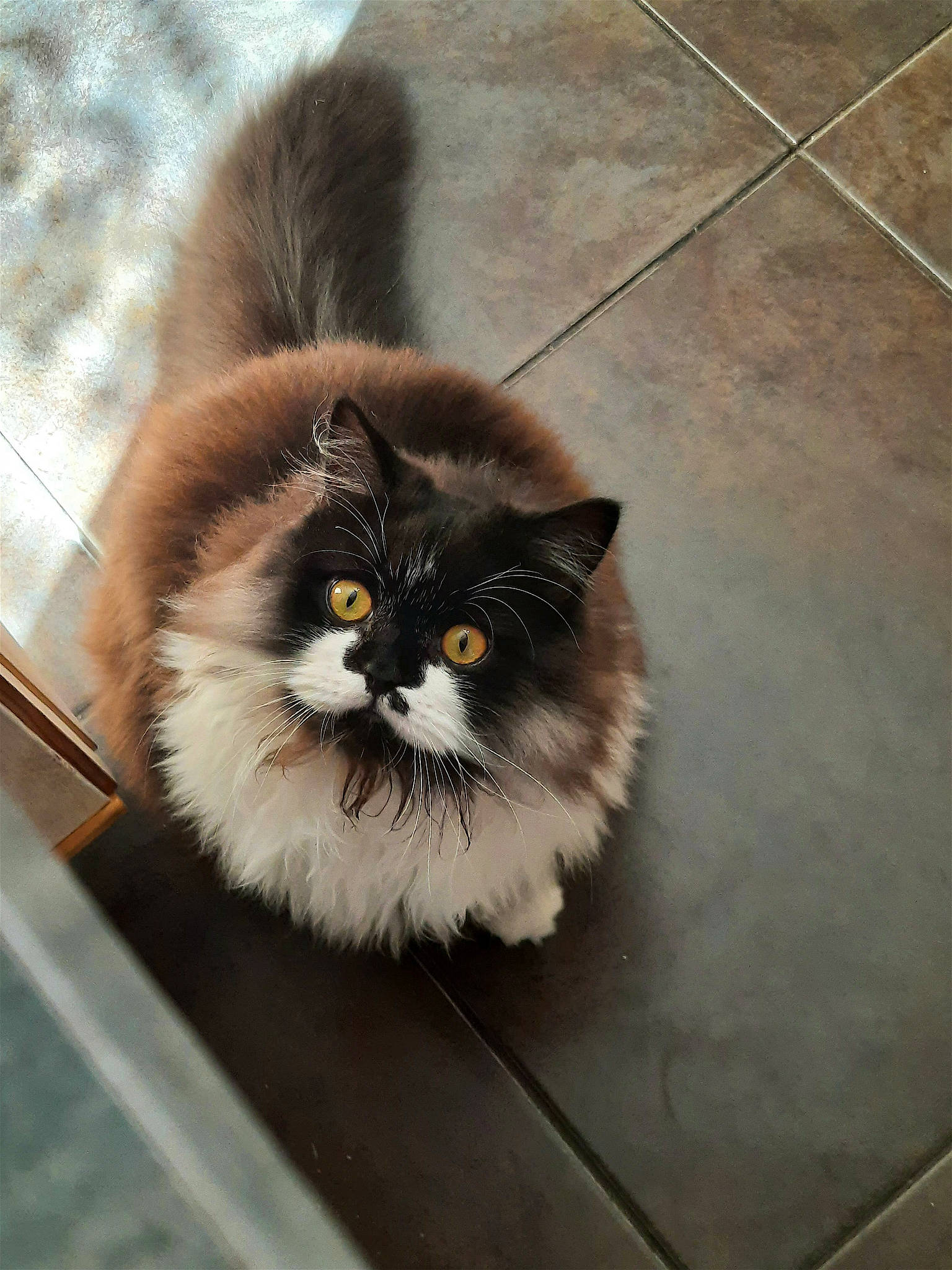 Tymo. participe au concours pour gagner de l'argent avec cette photo : british_longhair, carnivore, cat, fawn, felidae, flooring, fur, paw, sitting, small_to_medium_sized_cats, snout, tail, terrestrial_animal, tile_flooring, whiskers, wood