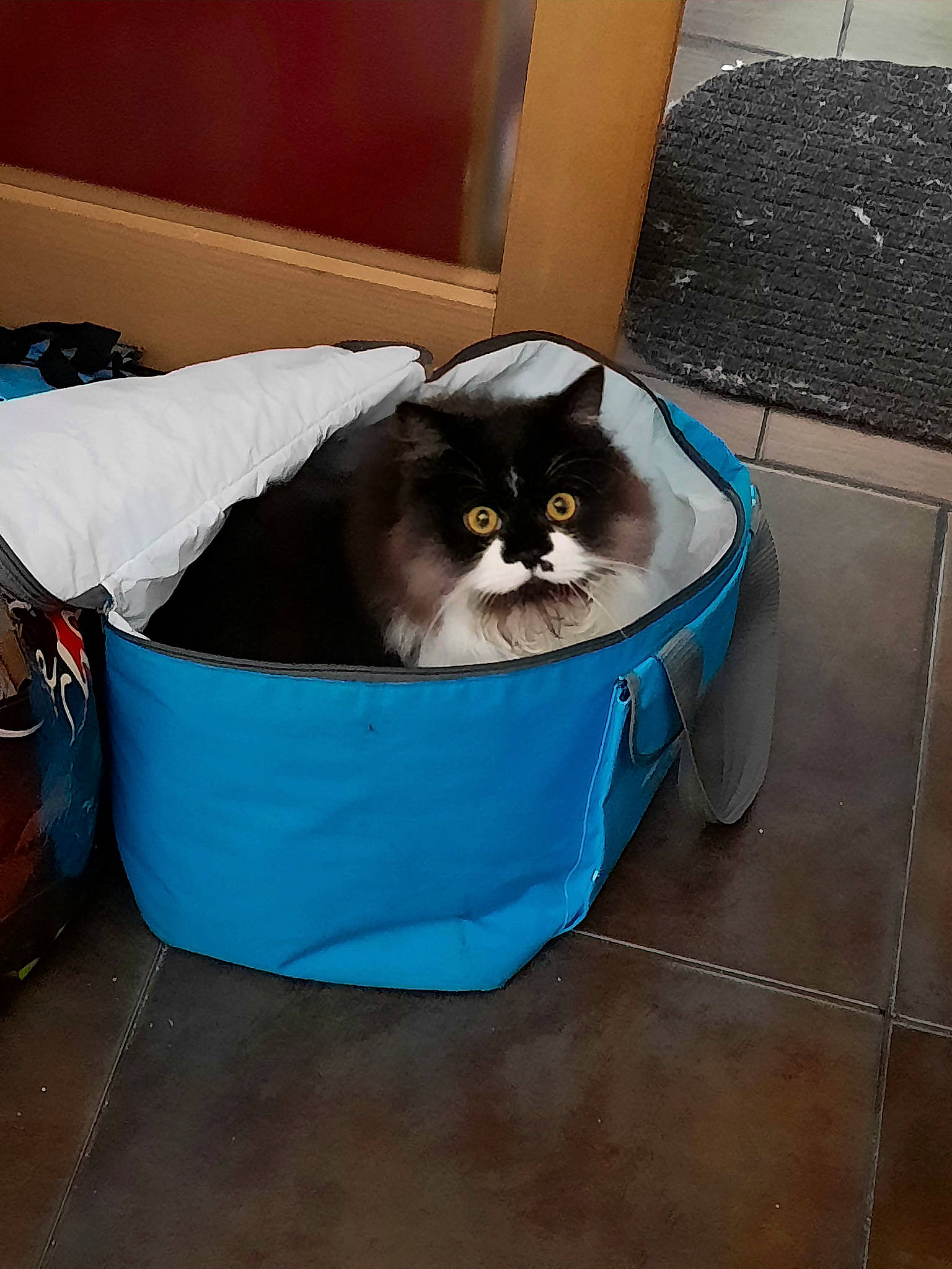 Tymo. participe au concours pour gagner de l'argent avec cette photo : bag, box, cardboard, carnivore, carton, cat, cat_supply, comfort, felidae, hardwood, luggage_and_bags, packaging_and_labeling, packing_materials, pet_supply, shipping_box, small_to_medium_sized_cats, whiskers