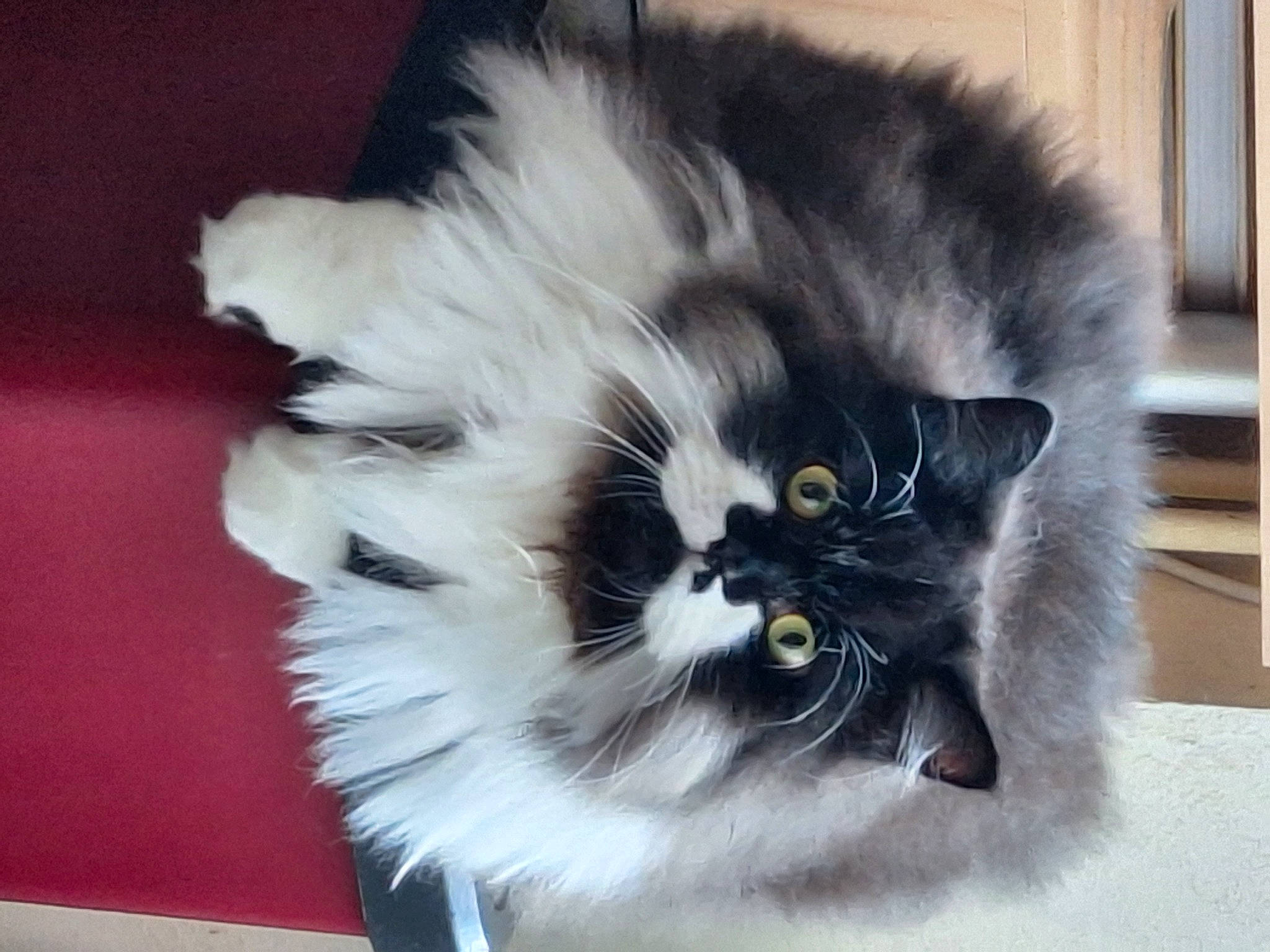 Tymo. a rejoint le concours — aidez-le/la à gagner de superbes lots ! carnivore, cat, claw, eye, felidae, fur, paw, plant, small_to_medium_sized_cats, snout, tail, terrestrial_animal, whiskers, window