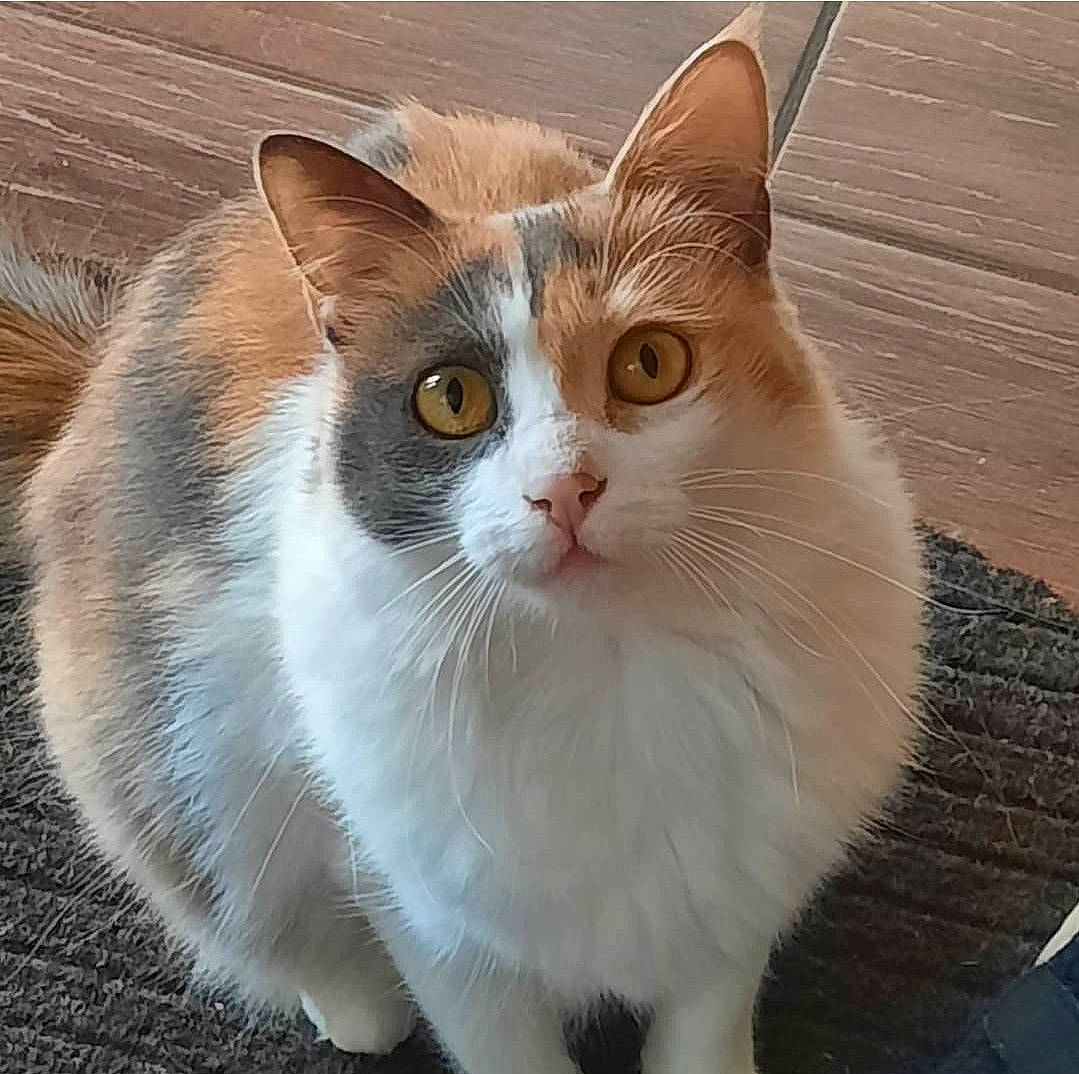 Perle participe au concours pour gagner de l'argent avec cette photo : carnivore, cat, domestic_short_haired_cat, eye, fawn, felidae, fur, paw, small_to_medium_sized_cats, snout, tail, terrestrial_animal, whiskers, window