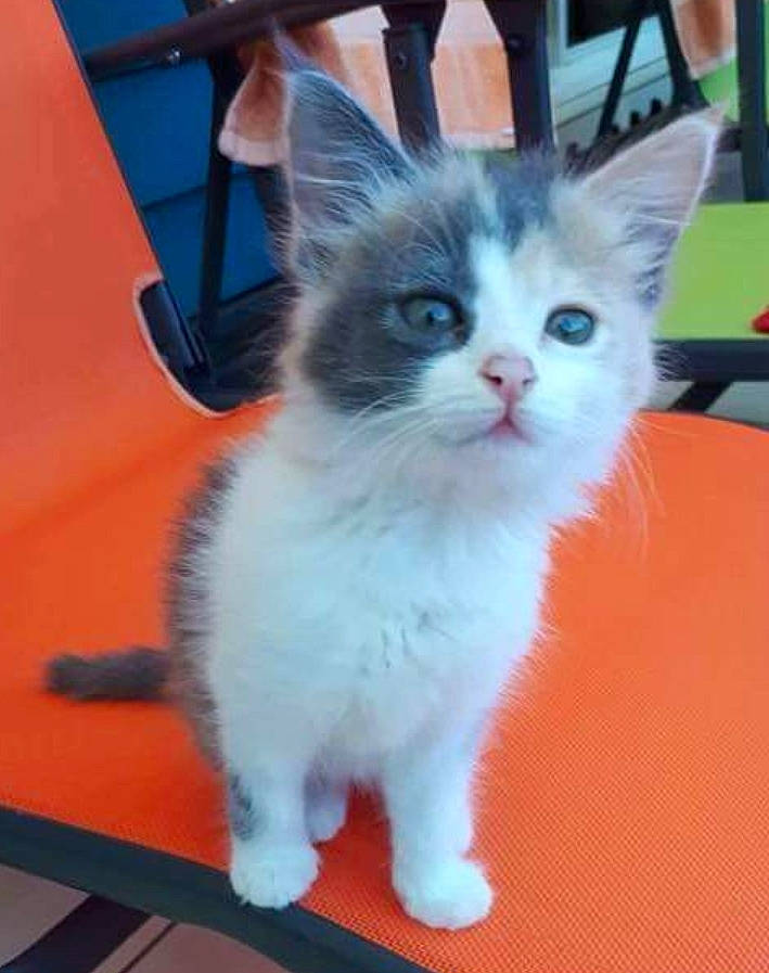 Perle participe au concours pour gagner de l'argent avec cette photo : carnivore, cat, claw, domestic_short_haired_cat, electric_blue, felidae, flooring, fur, paw, small_to_medium_sized_cats, tail, whiskers