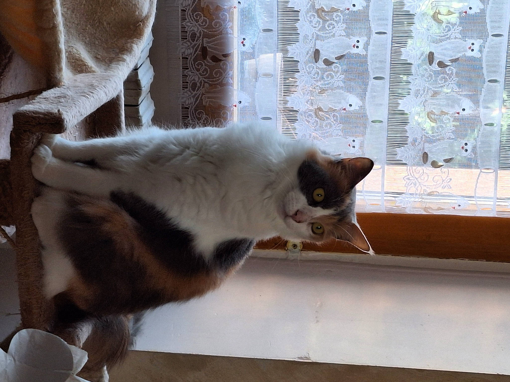 Perle a rejoint le concours — aidez-le/la à gagner de superbes lots ! carnivore, cat, domestic_short_haired_cat, door, fawn, felidae, fur, paw, small_to_medium_sized_cats, tail, whiskers, window, wood