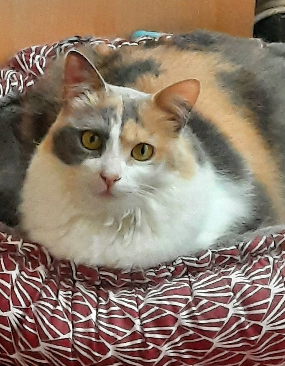 Perle a rejoint le concours — aidez-le/la à gagner de superbes lots ! art, box, carnivore, cat, cat_supply, comfort, domestic_short_haired_cat, felidae, fur, paper_product, paw, small_to_medium_sized_cats, snout, whiskers