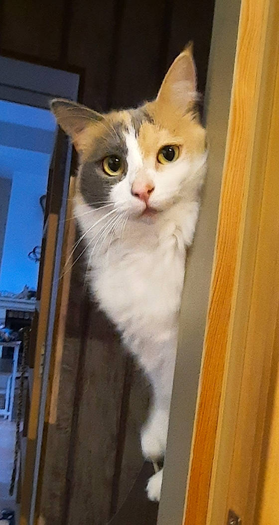 Perle participe au concours pour gagner de l'argent avec cette photo : animal_shelter, box, cardboard, carnivore, cat, collar, domestic_short_haired_cat, fawn, felidae, fur, hardwood, paw, pet_supply, small_to_medium_sized_cats, snout, tail, whiskers, window, wood