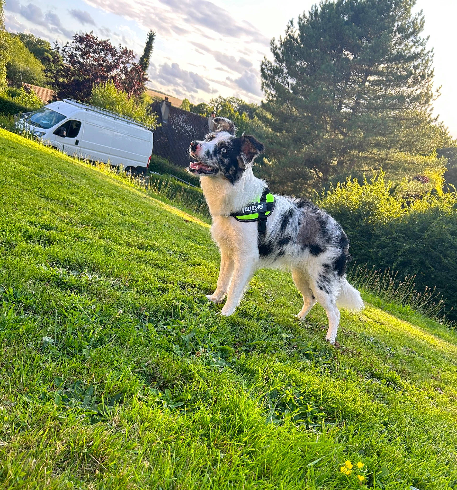 Thelma participe au concours pour gagner de l'argent avec cette photo : carnivore, cloud, companion_dog, dog, dog_breed, grass, grass_family, grassland, groundcover, herding_dog, lawn, meadow, people_in_nature, plant, recreation, sky, sporting_group, tail, tree, working_animal