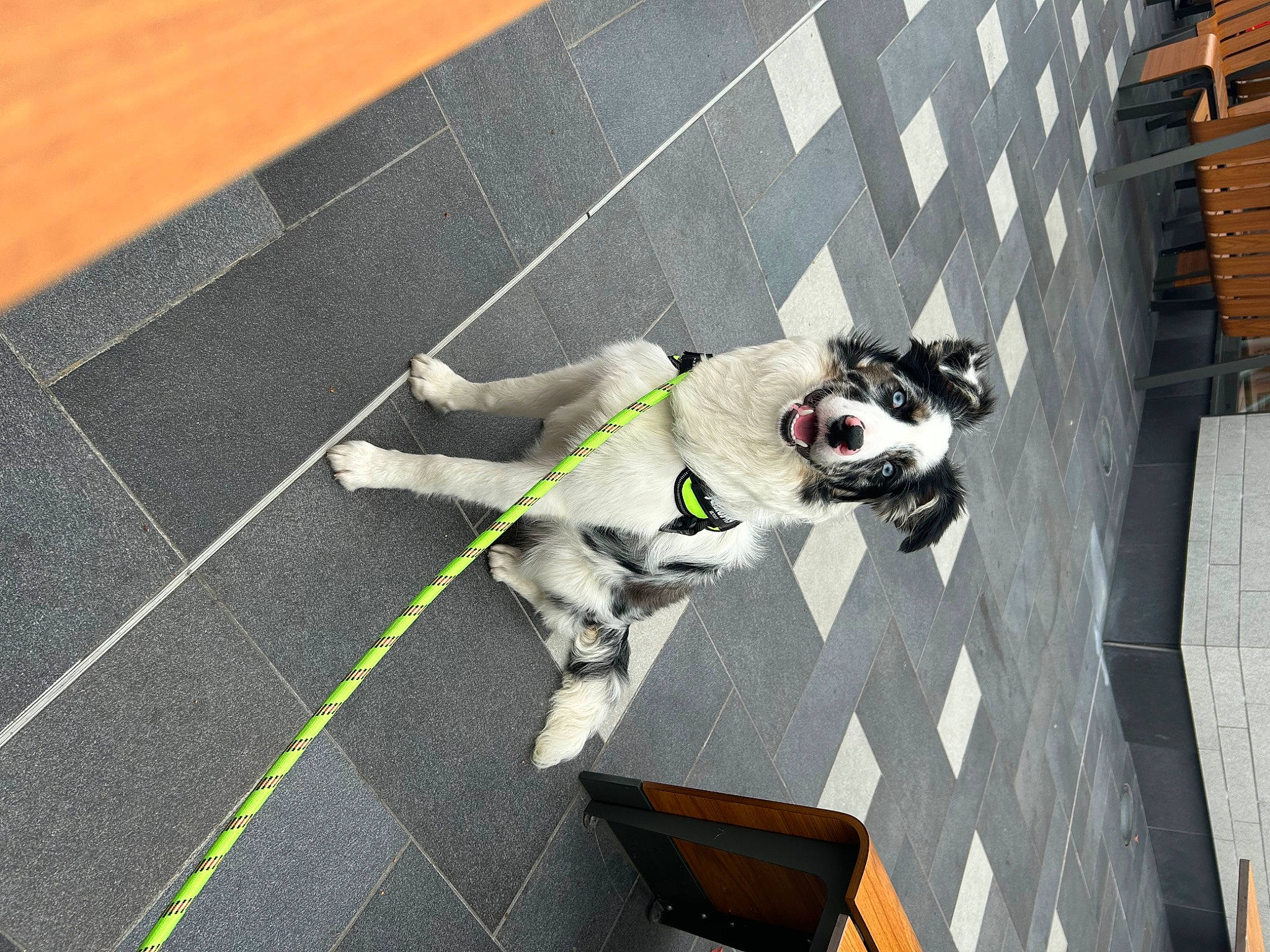 Thelma participe au concours pour gagner de l'argent avec cette photo : asphalt, canidae, carnivore, companion_dog, concrete, dog, dog_breed, dog_collar, dog_supply, eyewear, floor, flooring, leash, road_surface, shadow, sidewalk, sporting_group, toy_dog, wood, working_animal