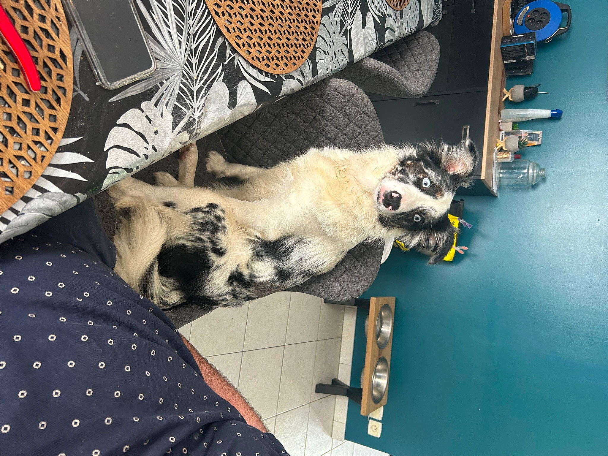 Thelma a rejoint le concours — aidez-le/la à gagner de superbes lots ! art, bag, canidae, carnivore, comfort, companion_dog, eyewear, fashion_accessory, fawn, felidae, fur, linens, pattern, plaid, room, small_to_medium_sized_cats, tail, tartan, visual_arts, whiskers